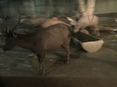 -清迈夜间动物园