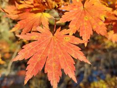 -德克士(宽甸店)