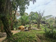 -海南热带野生动植物园