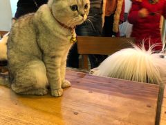 -李小姐の猫咖啡馆(五角场店)