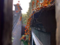 -何园