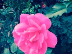 iphone_upload_pic-莫奈花园餐厅(麦迪逊花园店)