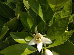 -桃花岛景观公园