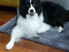 -喵汪宠物生活馆(涞坊路店)