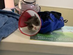 -佳怡动物医院·平价24小时·猫专科骨外科