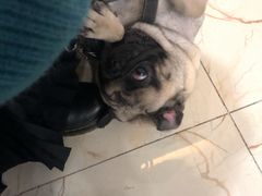 -派特宠物医院(圆融广场店)