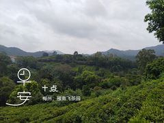 -雁南飞茶田景区