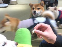 -逗柴咖啡屋·狗咖猫咖宠物桌游