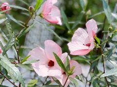 -深圳市中科院仙湖植物园