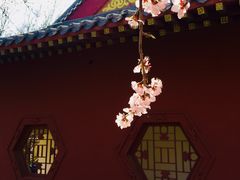 -桃花堤公园