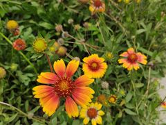 -大兴滨河森林公园