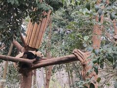 -成都大熊猫繁育研究基地