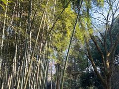 -杭州植物园