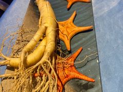 -千岛蚝高压锅生蚝·人参火锅(白云万达店)