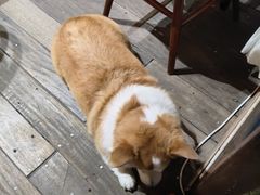 -肥朵食堂(带梦胡同店)