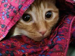 -纳吉亚猫专科动物医院(康都外科中心)