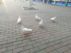 -鞠氏黑芝麻糊(水塔店)