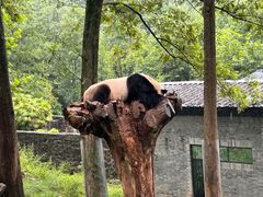 -都江堰中华大熊猫苑