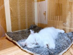 -老吴的猫·猫舍(新区店)