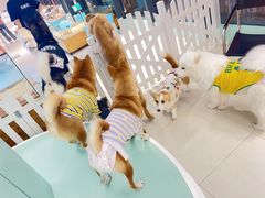 -怪兽屋·羊驼·猫咖·狗咖(俊华广场店)