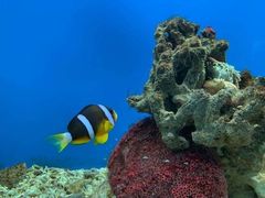 -太平洋海底世界