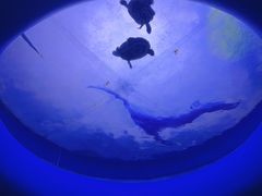 -欢乐海岸海洋奇梦馆