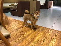 -柴务处·柴犬主题狗咖