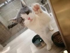 -飞行喵MR PILOT|猫舍·猫咖(静安大融城店)
