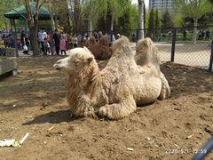 -长白岛森林公园