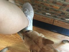 -柴犬高等学院·狗咖·柴犬售卖·宠物训练