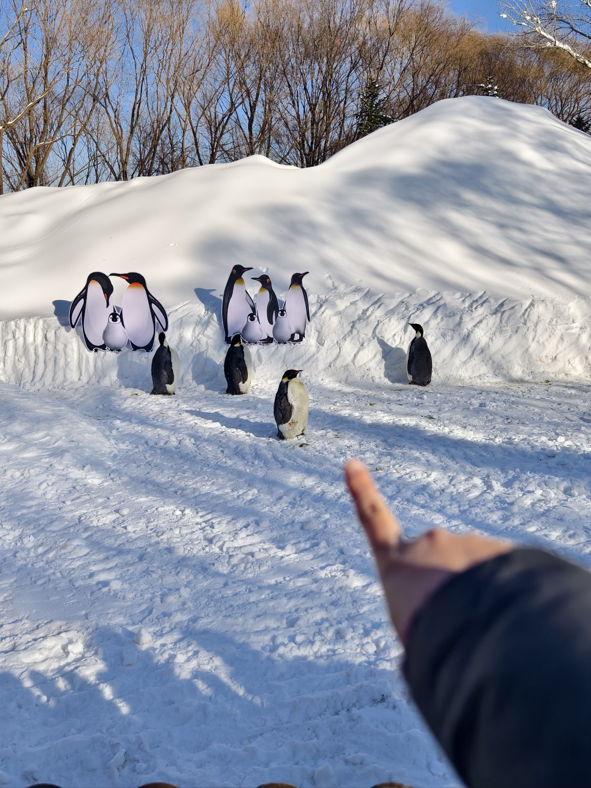 快看,这就是传说中的巨无霸企鹅