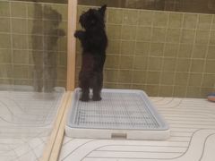 -帕帕拉兹宠物(亚洲旗舰店)