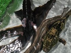 -都斛海鲜街