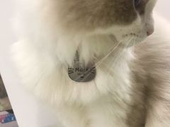 -糯米喵星人·撸猫猫舍咖啡馆(西市场嘉华店)