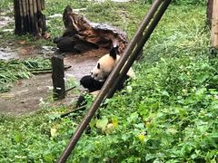 -都江堰中华大熊猫苑