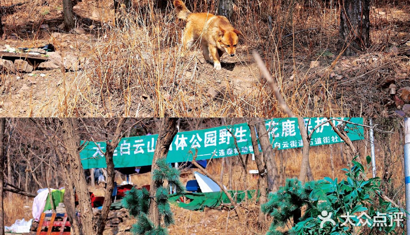 冬季大连|"林深时见鹿"在白云山真可以实现！