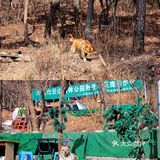 冬季大连|"林深时见鹿"在白云山真可以实现！