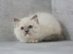 -小猫来了·猫舍(红山六九七九店)