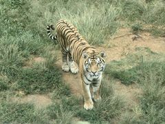 -西霞口神雕山野生动物世界