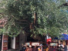 -古树酸奶(八廓南街店)