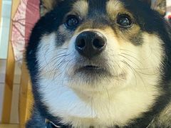 -柴迷FANS CLUB·柴犬狗咖·猫咖