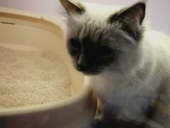 -喵的天空名猫咖啡馆·撸猫·猫舍·用品