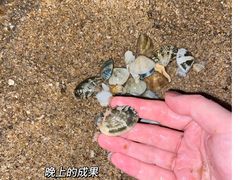 -椰风寨