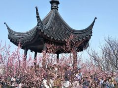 -香雪海