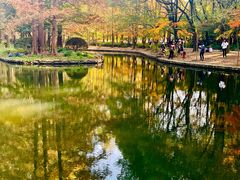 -上海共青森林公园