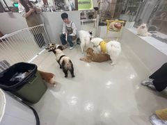 -共舞时光猫咖·狗咖(新街口店)