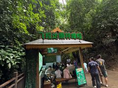 -西双版纳原始森林公园
