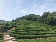 -阿巧茶庄
