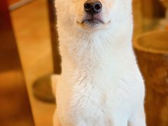 -more than meow吴止猫主题餐厅(承德 中船汇店)