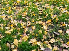 -昆山城市生态森林公园